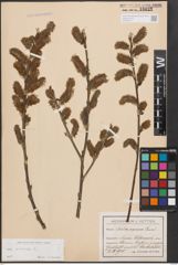 Foto von Salix cinerea L.